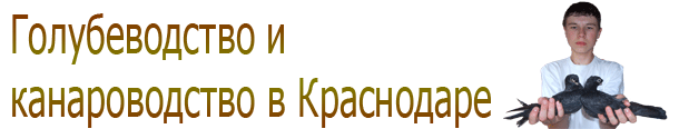 может ли голубка снести яйцо без голубя. Смотреть фото может ли голубка снести яйцо без голубя. Смотреть картинку может ли голубка снести яйцо без голубя. Картинка про может ли голубка снести яйцо без голубя. Фото может ли голубка снести яйцо без голубя